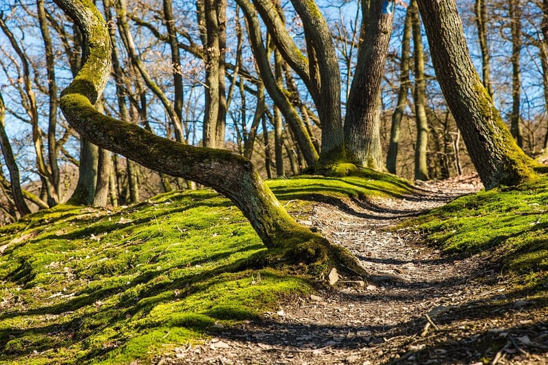 Scenic Hiking Paths